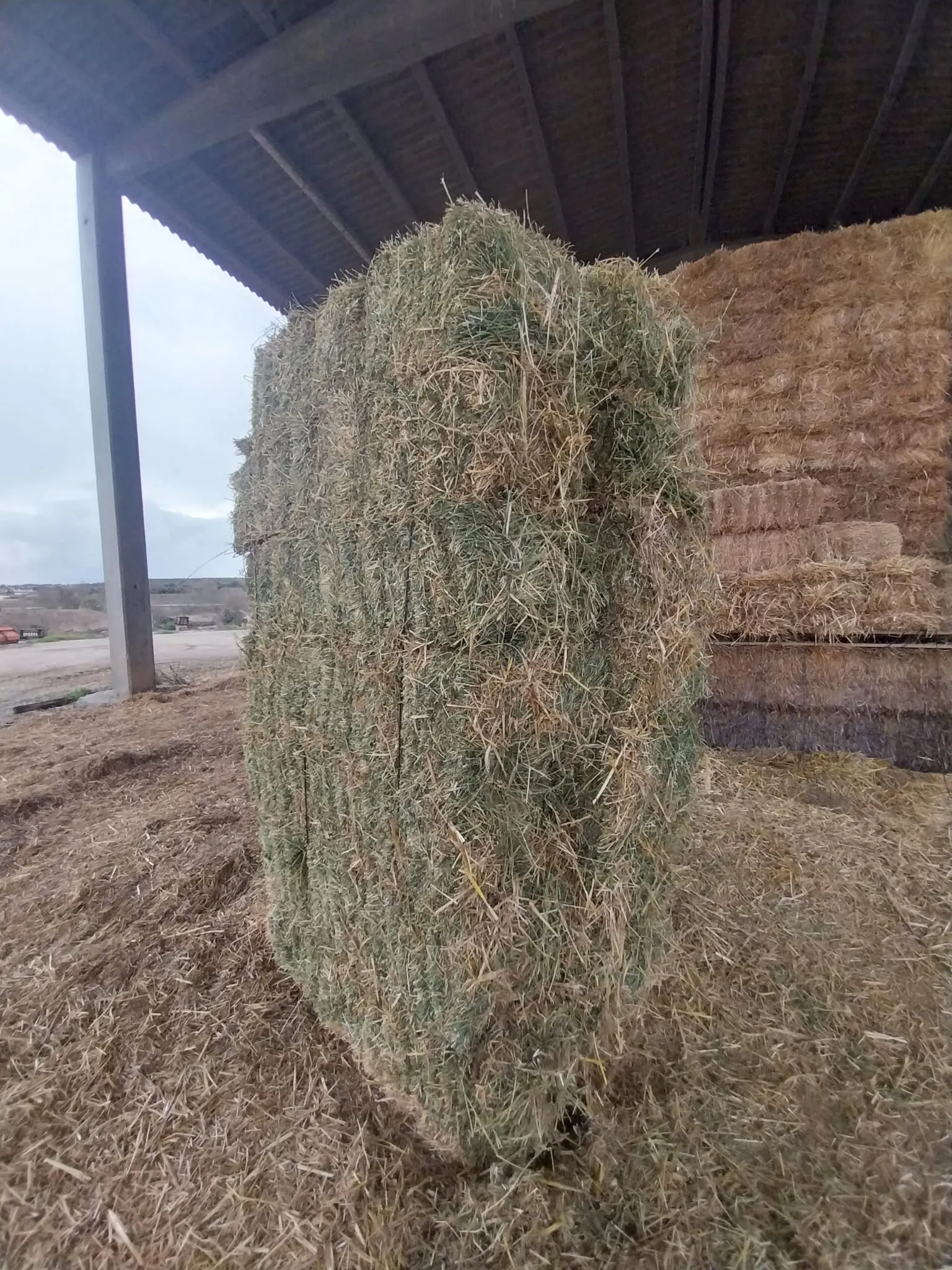 Alfalfa - b0191ee8 9abc 451b 8ffb db2ccf92d1d7 2